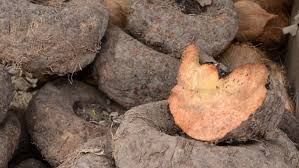 podiumnews.com-Porang, Si Umbi Bahan Pangan Lokal yang Mendunia